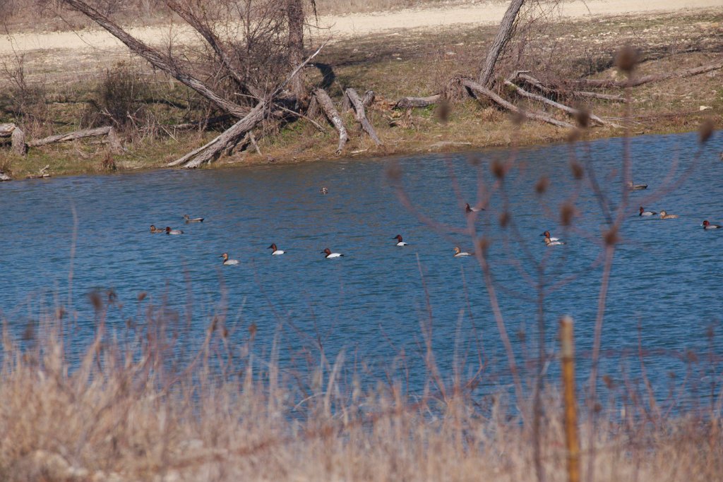 Mixed Ducks 2016-02-13_8 (3).jpg